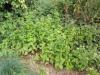 mentha.jpg